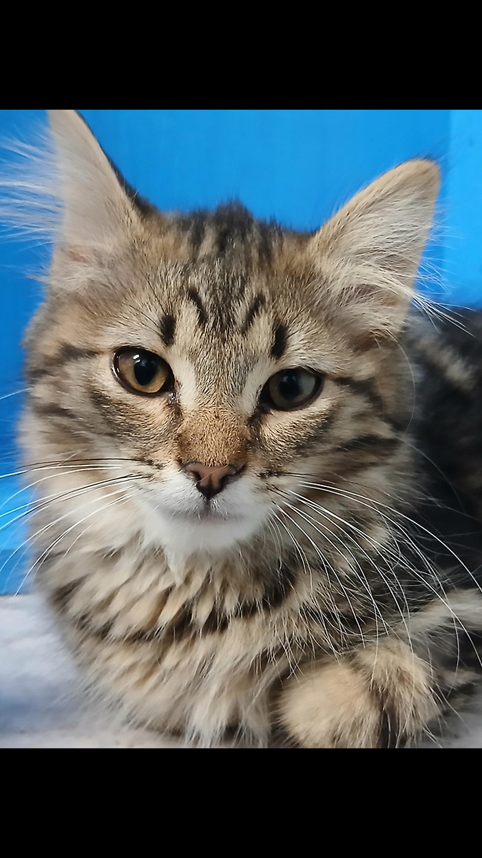 Cat Rescue & Adoption in Sylva,NC
