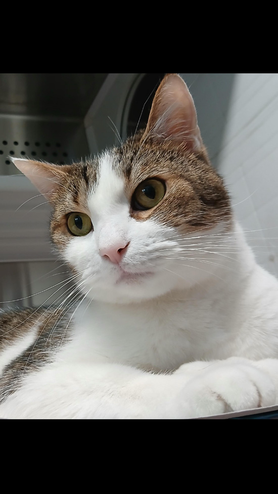 Cat Rescue & Adoption in Sylva,NC