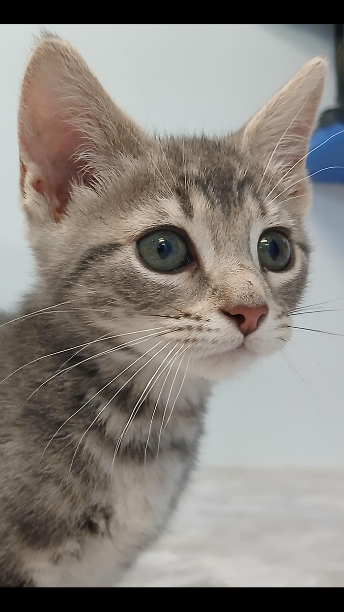 Cat Rescue & Adoption in Sylva,NC