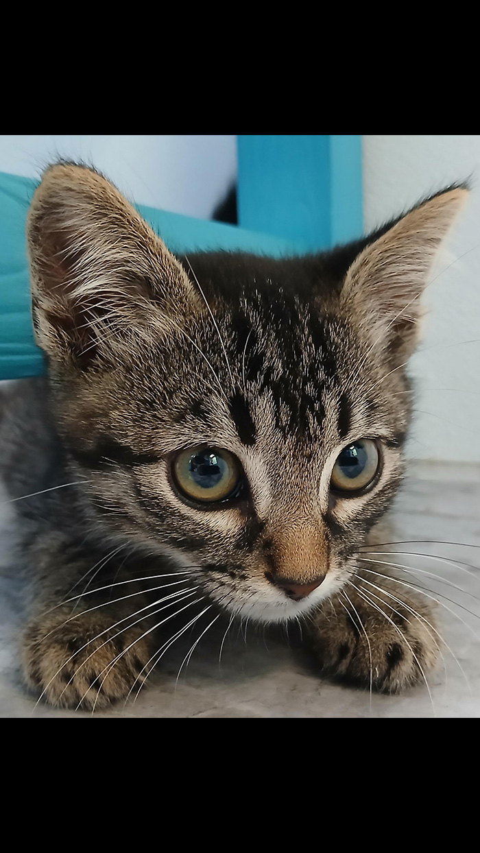 Cat Rescue & Adoption in Sylva,NC