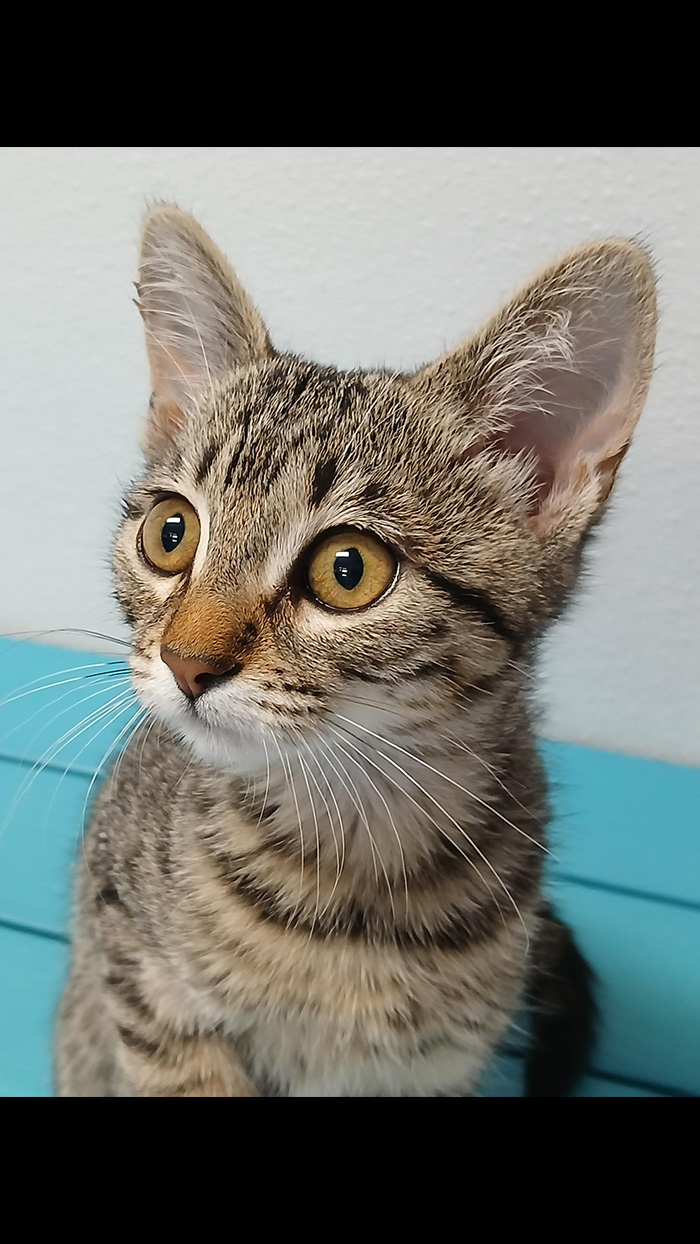 Cat Rescue & Adoption in Sylva,NC
