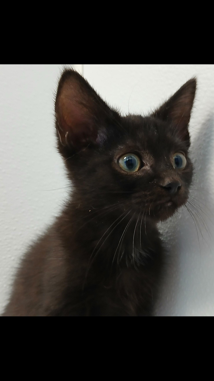Cat Rescue & Adoption in Sylva,NC