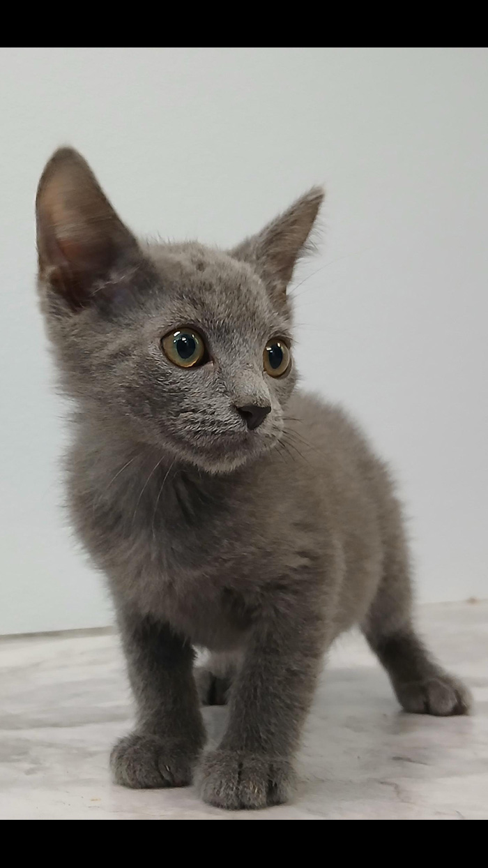 Cat Rescue & Adoption in Sylva,NC