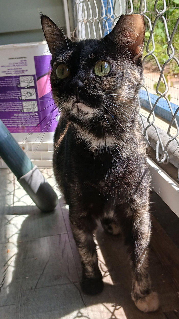 Cat Rescue & Adoption in Sylva,NC