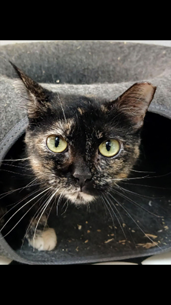 Cat Rescue & Adoption in Sylva,NC