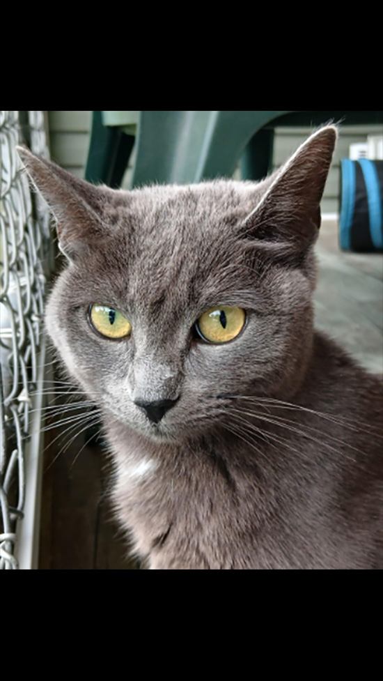 Cat Rescue & Adoption in Sylva,NC