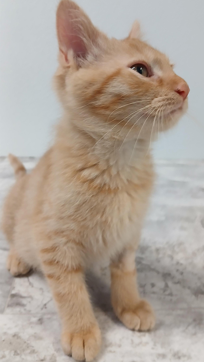 Cat Rescue & Adoption in Sylva,NC
