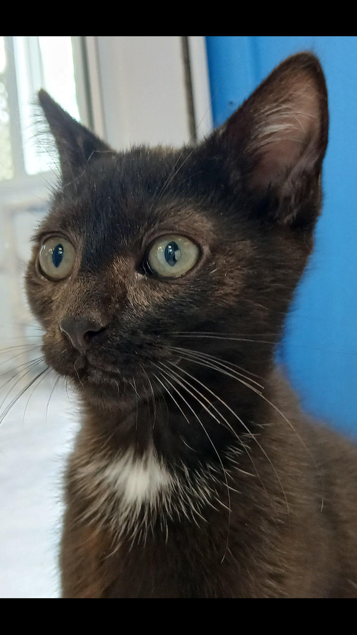 Cat Rescue & Adoption in Sylva,NC