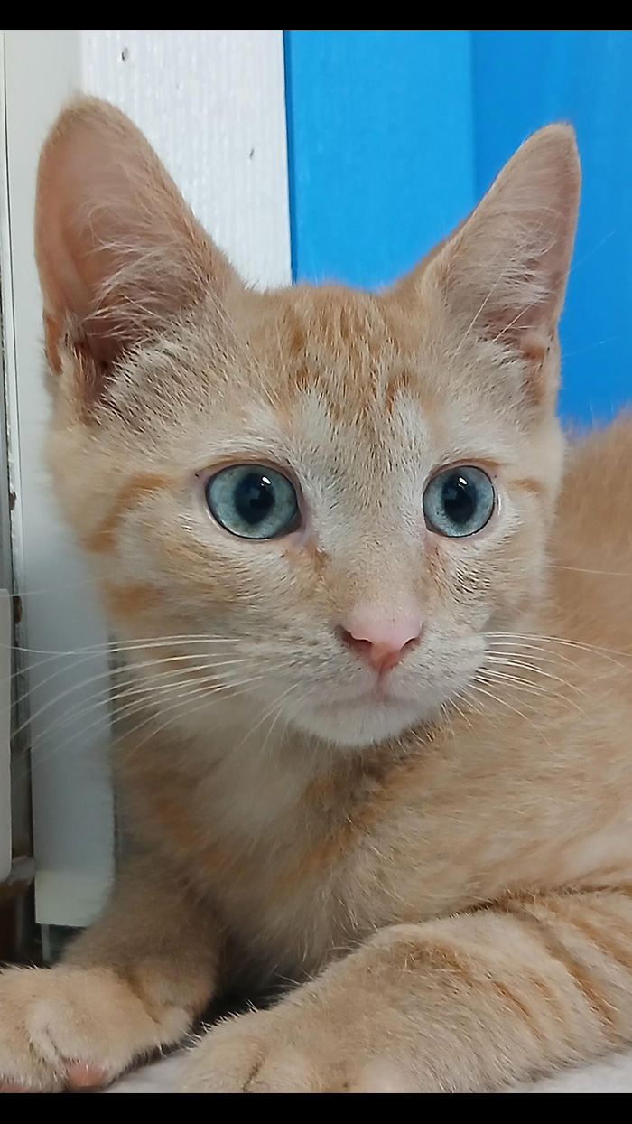 Cat Rescue & Adoption in Sylva,NC