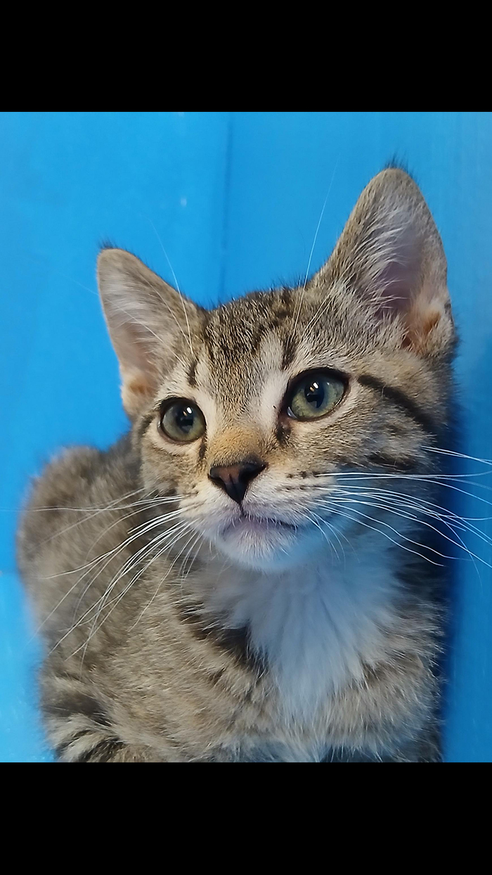 Cat Rescue & Adoption in Sylva,NC