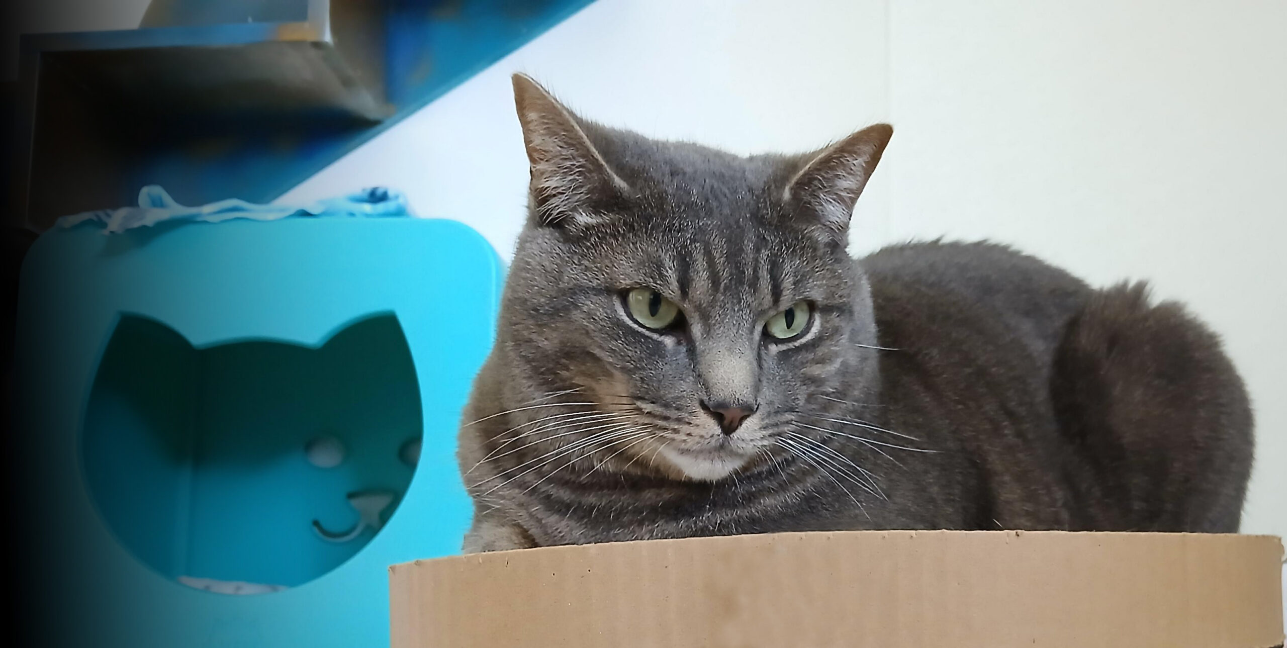 Roscoe Adopt a Cat in Sylva,NC | Serving Cullowhee & Western North Carolina