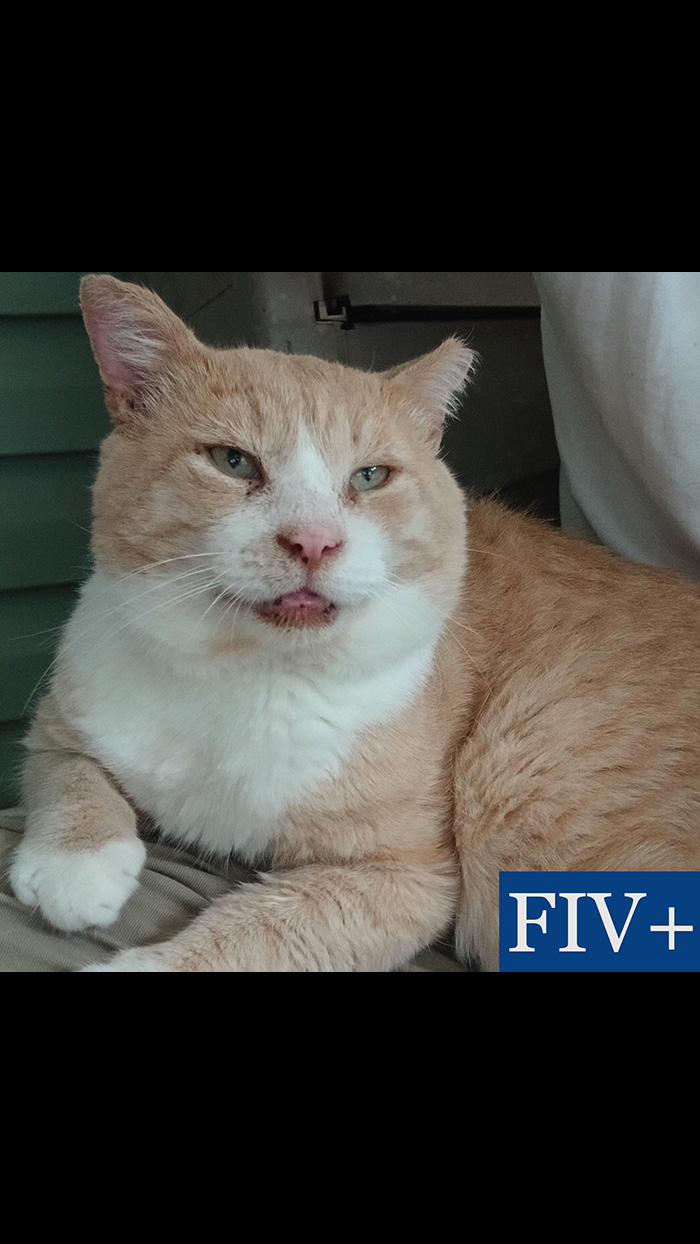Cat Rescue & Adoption in Sylva,NC