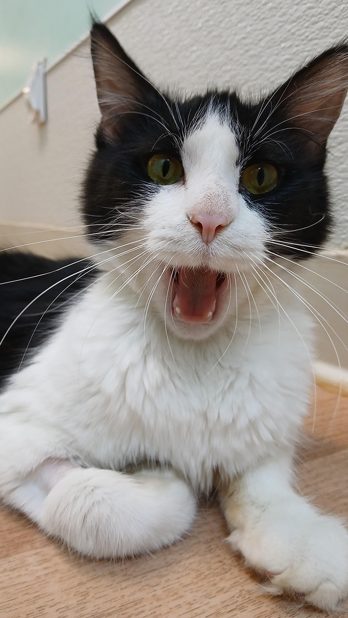Cat Rescue & Adoption in Sylva,NC