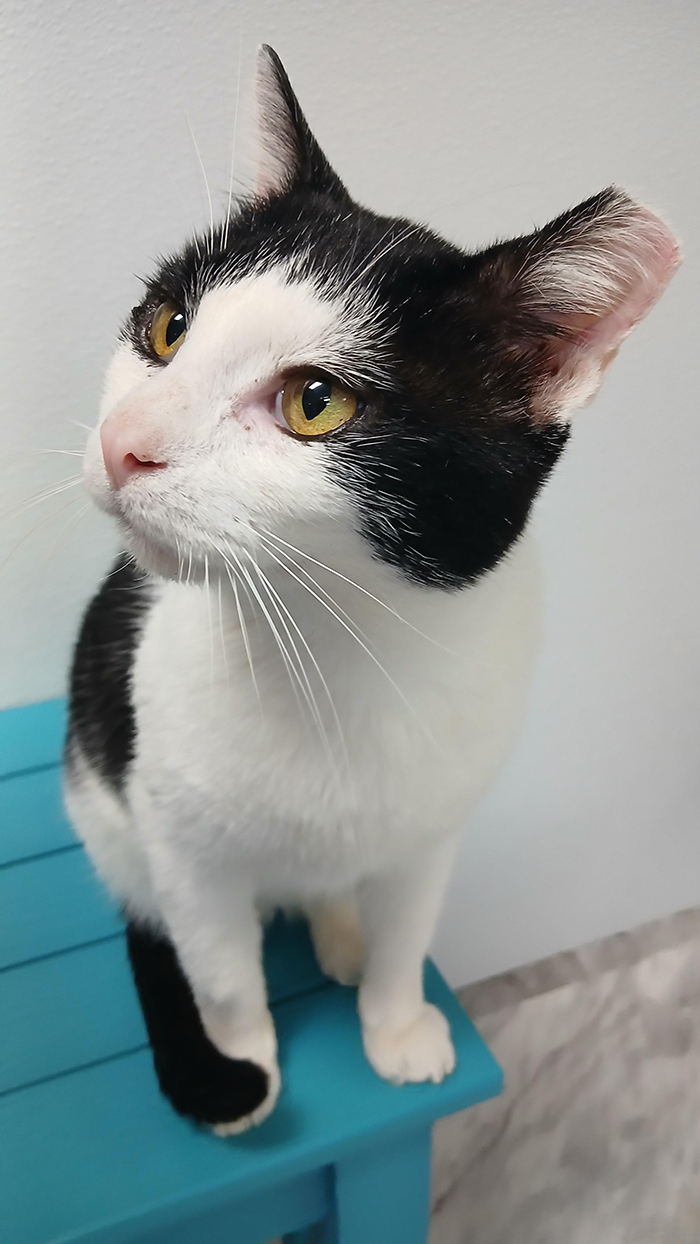 Cat Rescue & Adoption in Sylva,NC