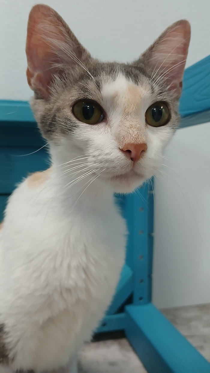 Cat Rescue & Adoption in Sylva,NC