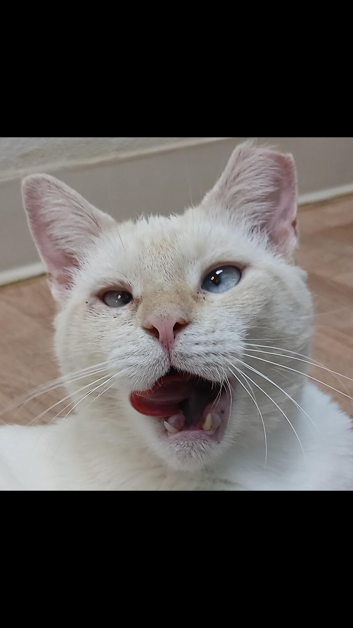 Cat Rescue & Adoption in Sylva,NC