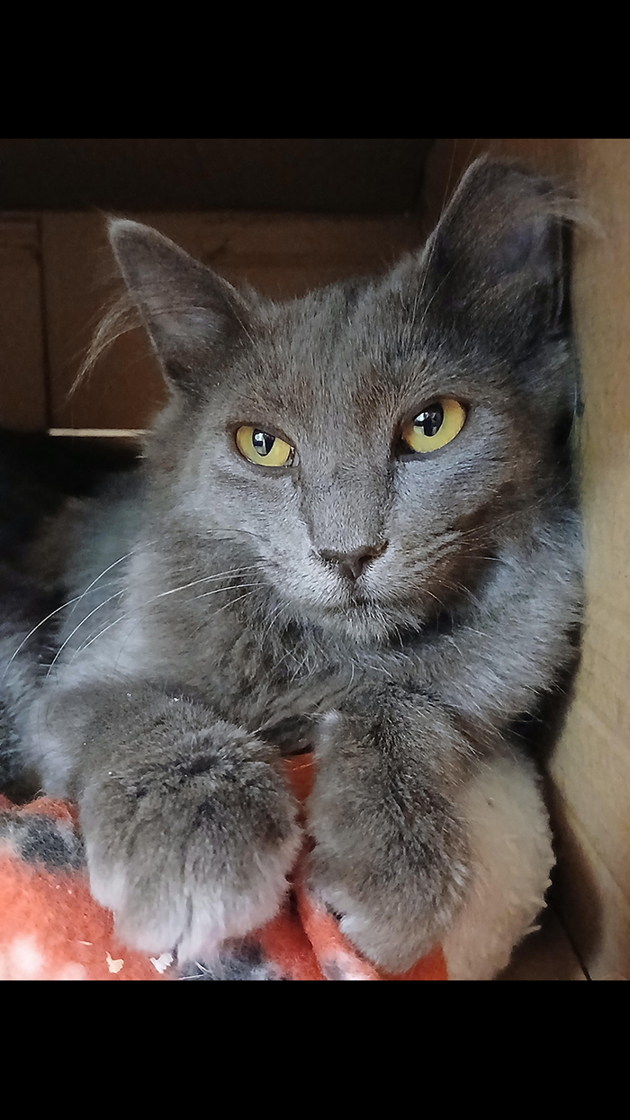 Cat Rescue & Adoption in Sylva,NC