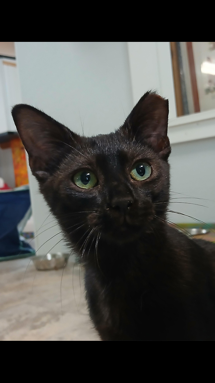 Cat Rescue & Adoption in Sylva,NC