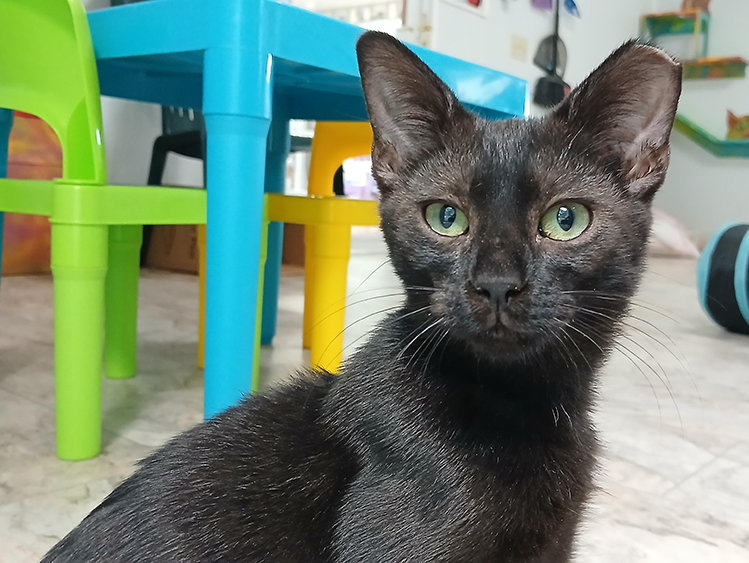 Osiris3 Cat Rescue & Adoption in Sylva,NC