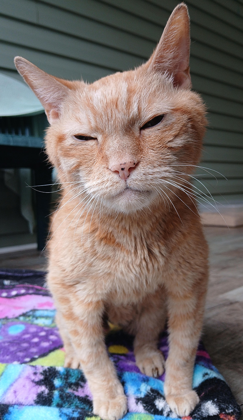 Cat Rescue & Adoption in Sylva,NC