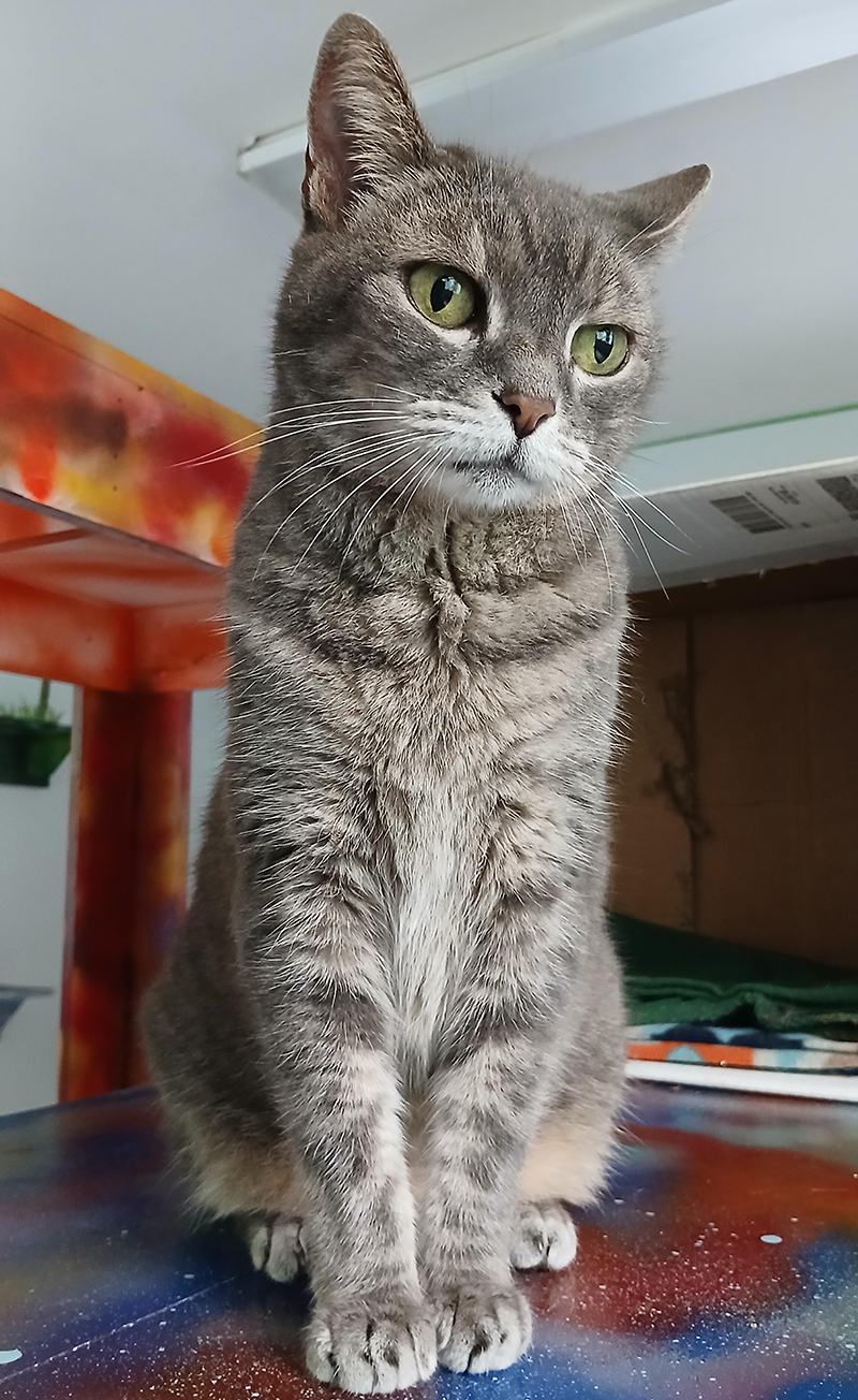 Cat Rescue & Adoption in Sylva,NC