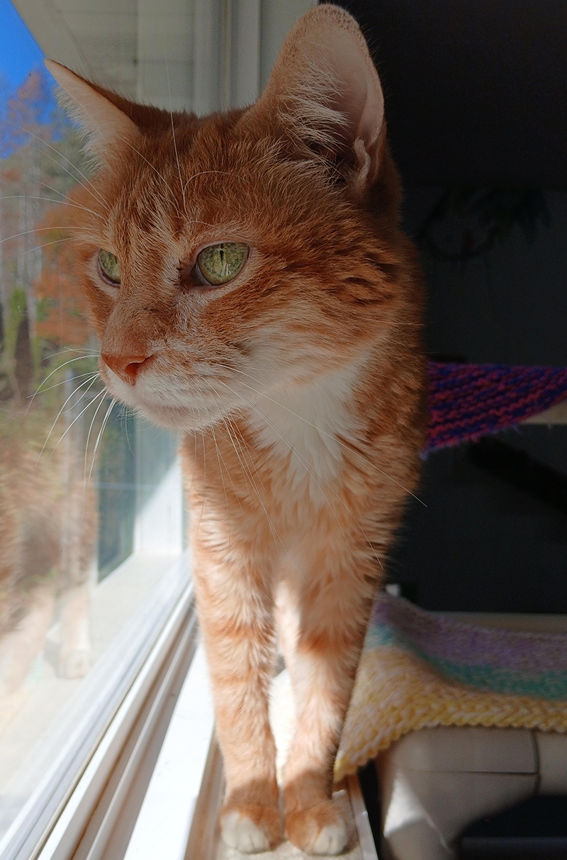 Cat Rescue & Adoption in Sylva,NC