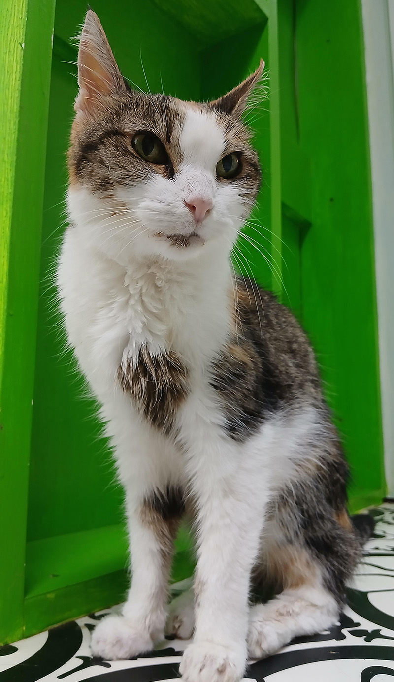 Cat Rescue & Adoption in Sylva,NC